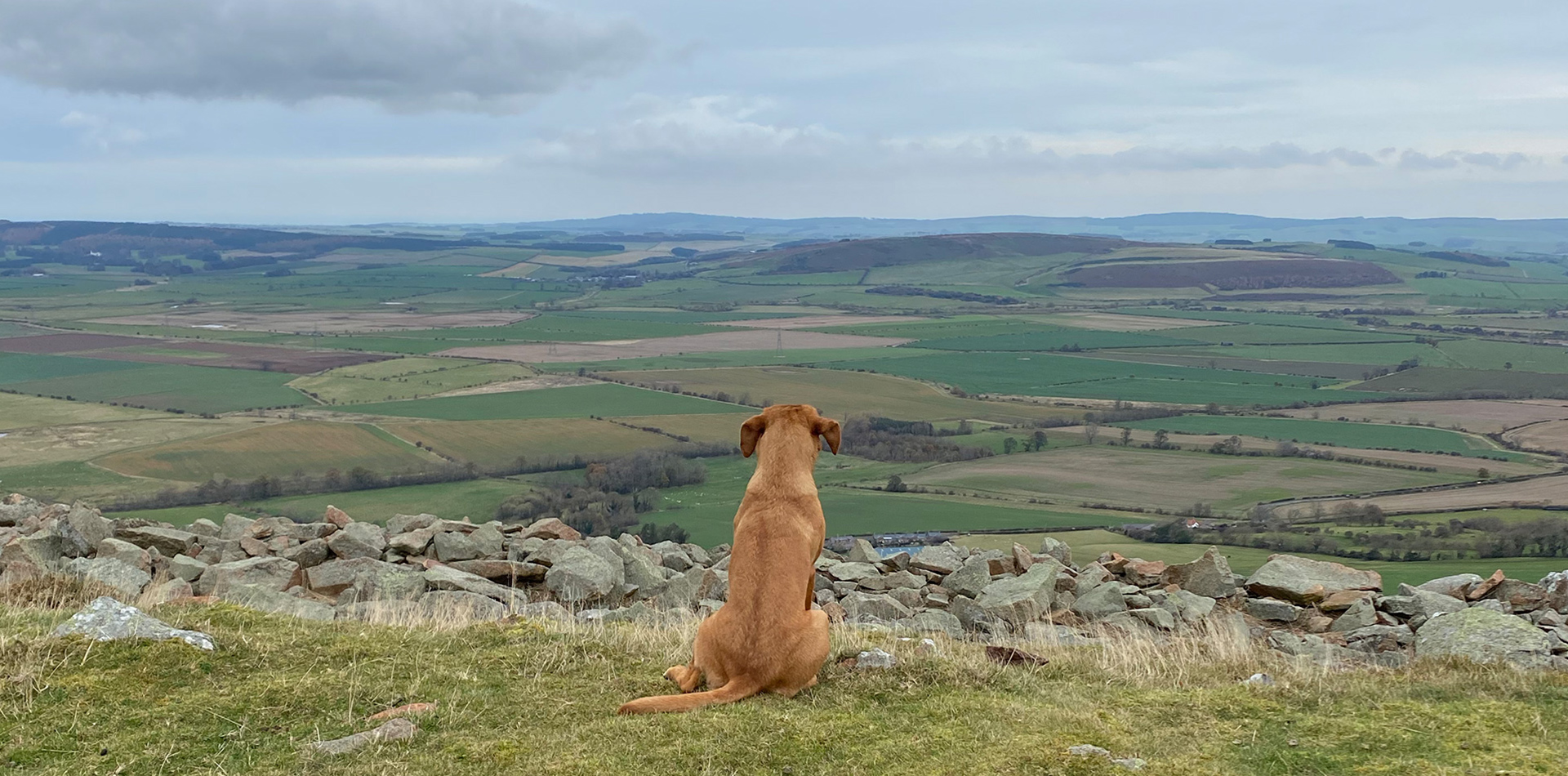Golden Labrodore sitting with it's back to us looking over the Northumberland hills