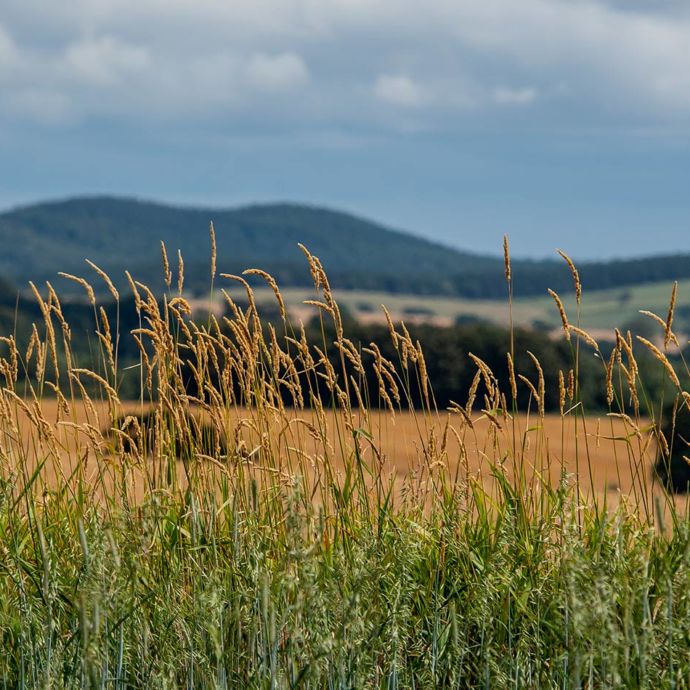 View through the vergside grasses across the Pentland hills