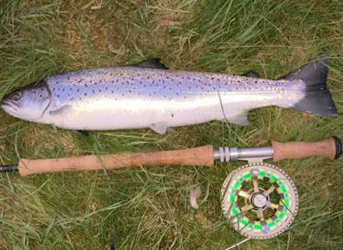 Caught Sea Trout lying on the grass alongside the rod and reel