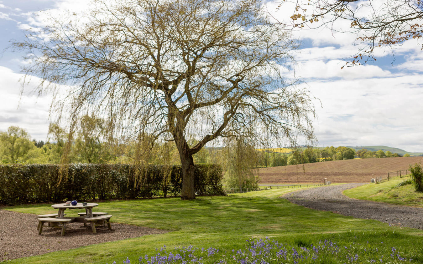 Front lawn under a willow tree at Crookham Eastfield Farmhouse, holiday home, Northumberland